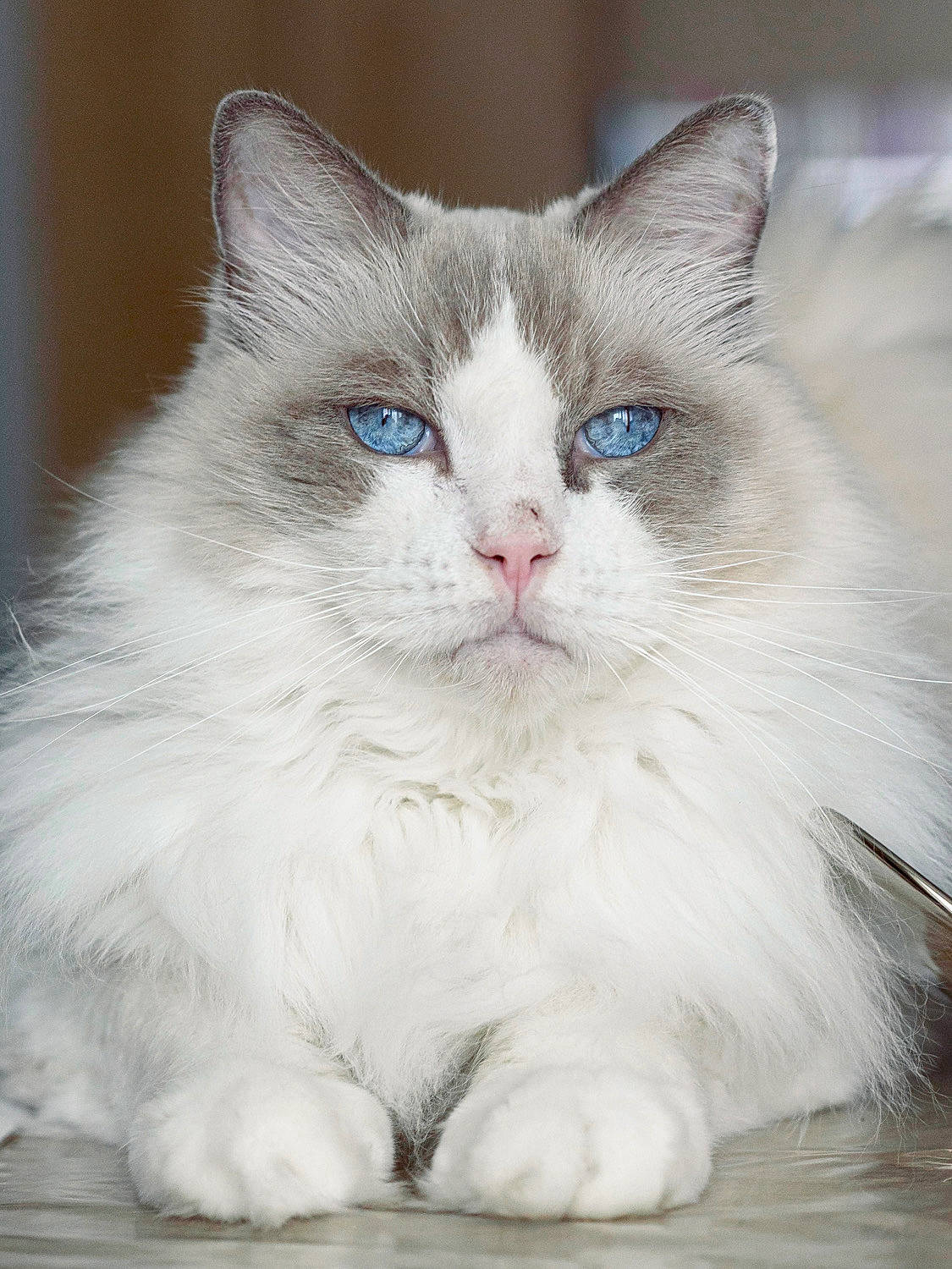 Farouk participe au concours pour gagner de l'argent avec cette photo : british_longhair, carnivore, cat, claw, comfort, eye, felidae, fur, iris, paw, ragdoll, sitting, small_to_medium_sized_cats, snout, terrestrial_animal, whiskers, window