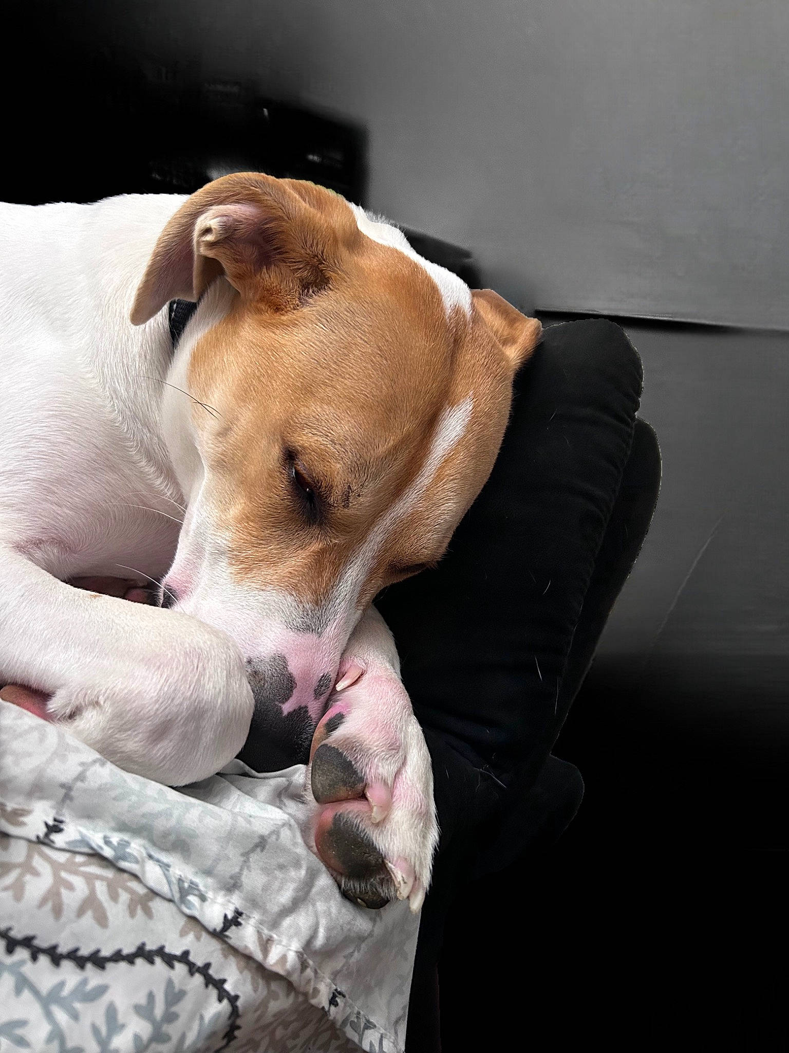 Dexter joined the competition — help win amazing prizes! canidae, carnivore, collar, comfort, companion_dog, dog, dog_breed, dog_clothes, dog_collar, dog_supply, fur, linens, nap, non_sporting_group, paw, pet_supply, puppy, sporting_group, whiskers, working_animal