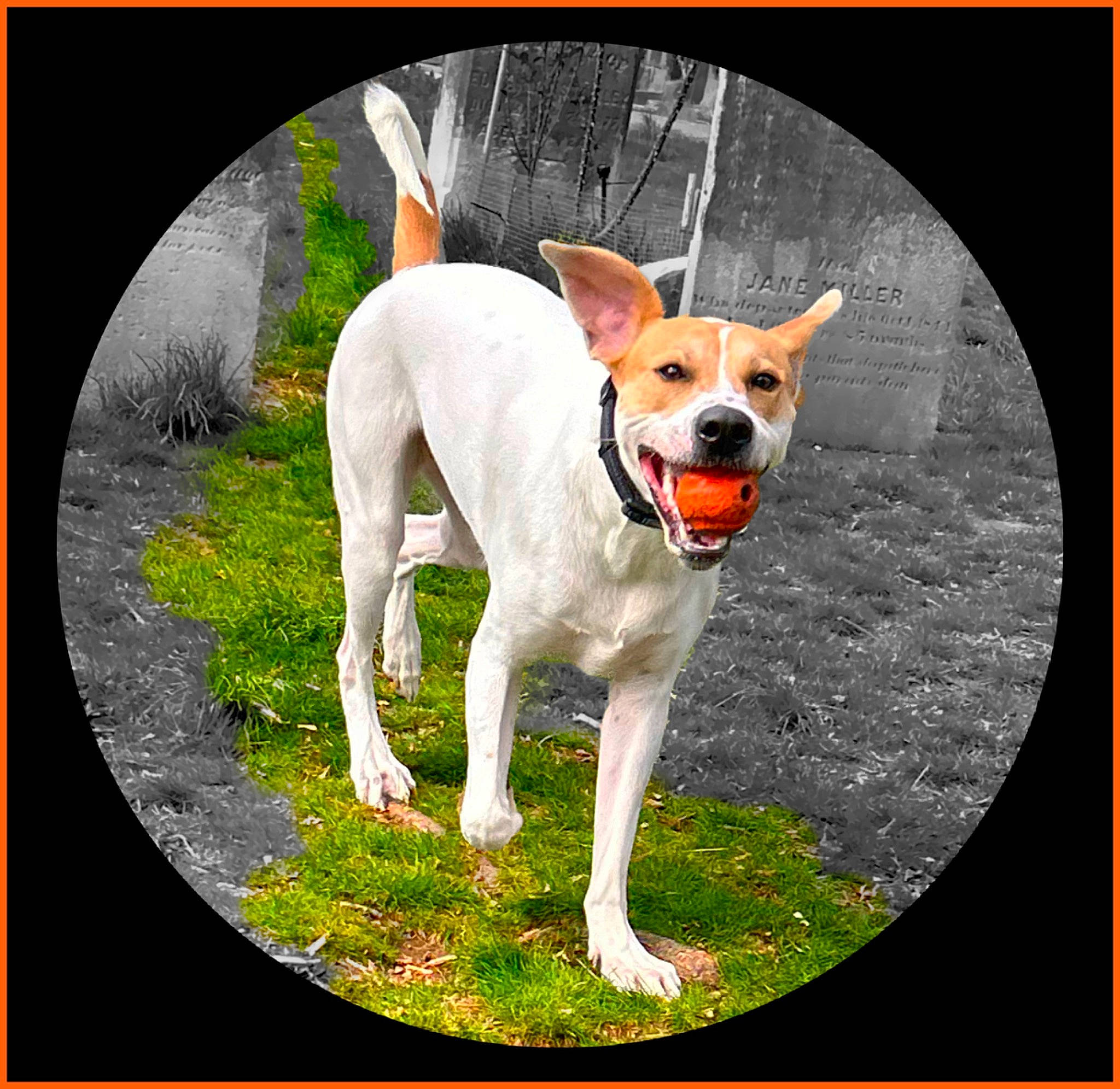 Dexter joined the competition — help win amazing prizes! ancient_dog_breeds, art, canidae, carnivore, collar, companion_dog, dog, dog_breed, dog_collar, dog_supply, fawn, non_sporting_group, pet_supply, photo_caption, plant, rectangle, sporting_group, tail, terrier, working_animal