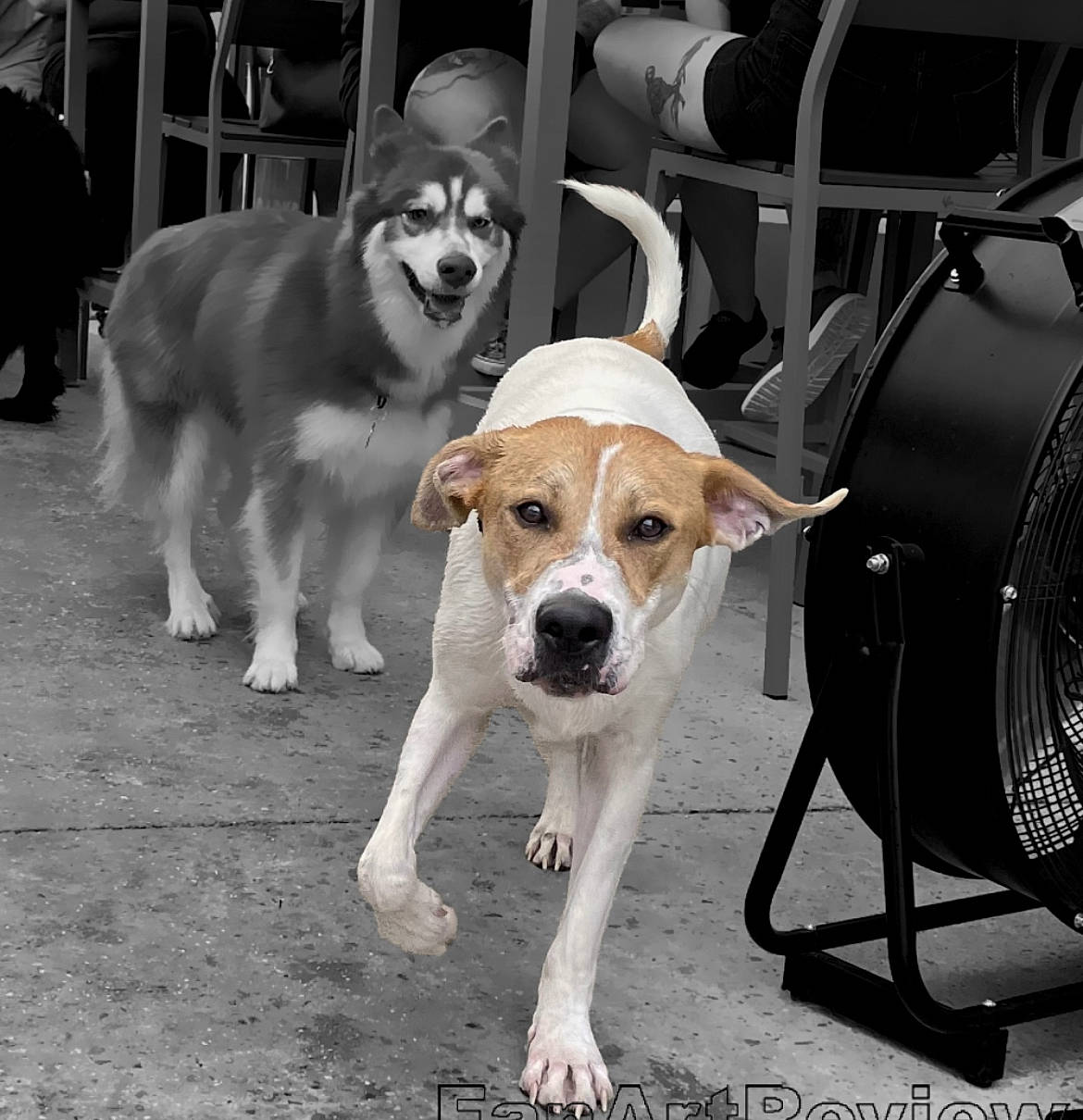 Dexter joined the competition — help win amazing prizes! beagle, canidae, carnivore, chair, collar, companion_dog, dog, dog_breed, dog_collar, dog_supply, fawn, hound, leash, mammal, pet_supply, scent_hound, snout, sporting_group, vertebrate, working_animal