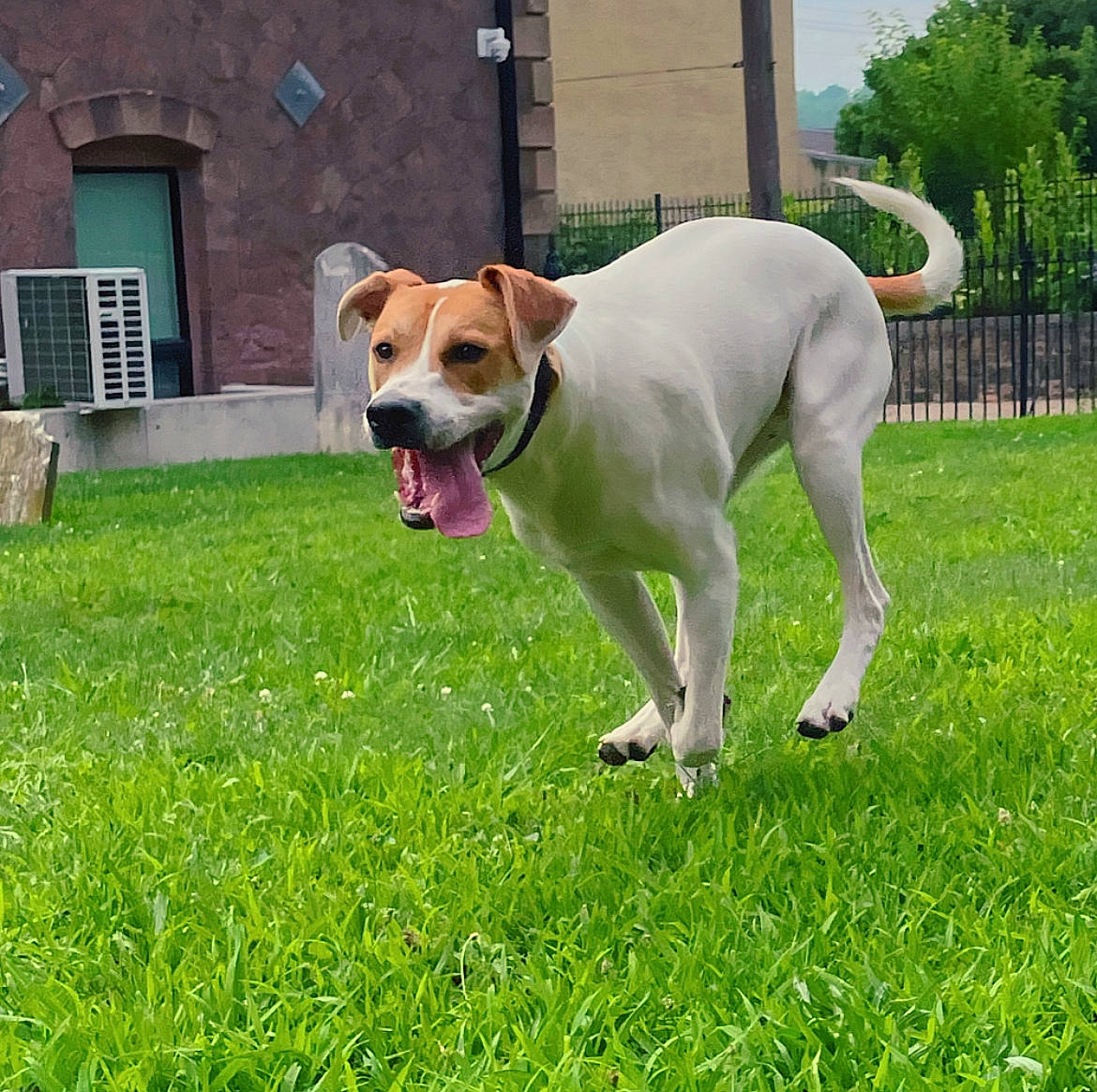 Dexter joined the competition — help win amazing prizes! building, canidae, carnivore, collar, companion_dog, dog, dog_breed, dog_collar, dog_supply, door, fawn, grass, lawn, plant, snout, sporting_group, tail, window, working_animal, working_dog