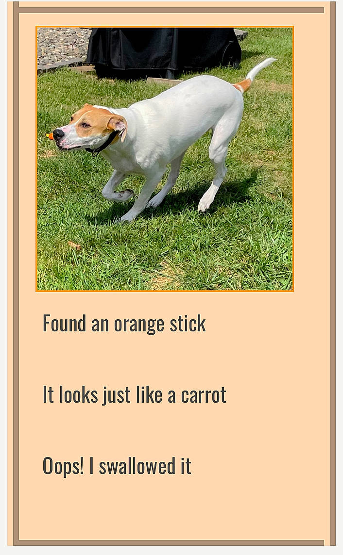 Dexter joined the competition — help win amazing prizes! advertising, companion_dog, dog, dog_breed, font, grass, machine, photo_caption, plant, rectangle, tail, terrestrial_animal, terrestrial_plant