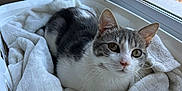 Rajaah participe au concours pour gagner de l'argent avec cette photo : cat, gray_and_white, blanket, laundry_basket, window, indoor, pet, curious, cozy, fur, whiskers, ears, eyes, soft, sunlight, relaxed, home, animal, resting, cute