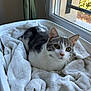 cat, gray_and_white, blanket, laundry_basket, window, indoor, pet, curious, cozy, fur, whiskers, ears, eyes, soft, sunlight, relaxed, home, animal, resting, cute
