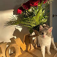 Rajaah participe au concours pour gagner de l'argent avec cette photo : cat, kitten, flower_vase, roses, wooden_letters, shadow, home_decor, table, greenery, sunlight, indoor, curious, pet, animal, plant, wood_surface, interior, door, daylight, closeup