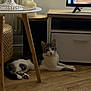 Rajaah participe au concours pour gagner de l'argent avec cette photo : cat, indoor, wooden_floor, table, candles, glass_cover, tv_stand, television, gray_cat, white_cat, pet, feline, flooring, living_room, resting, domestic_animal, quiet, cozy, relaxed, animal