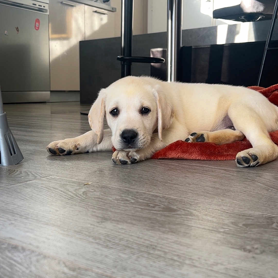 Aïko a rejoint le concours — aidez-le/la à gagner de superbes lots ! animal, architecture, building, canine, dog, furniture, goldenretriever, hardwood, hound, indoors, interiordesign, kitchen, labradorretriever, lamp, livingroom, pet, puppy, room, whitedog, wood