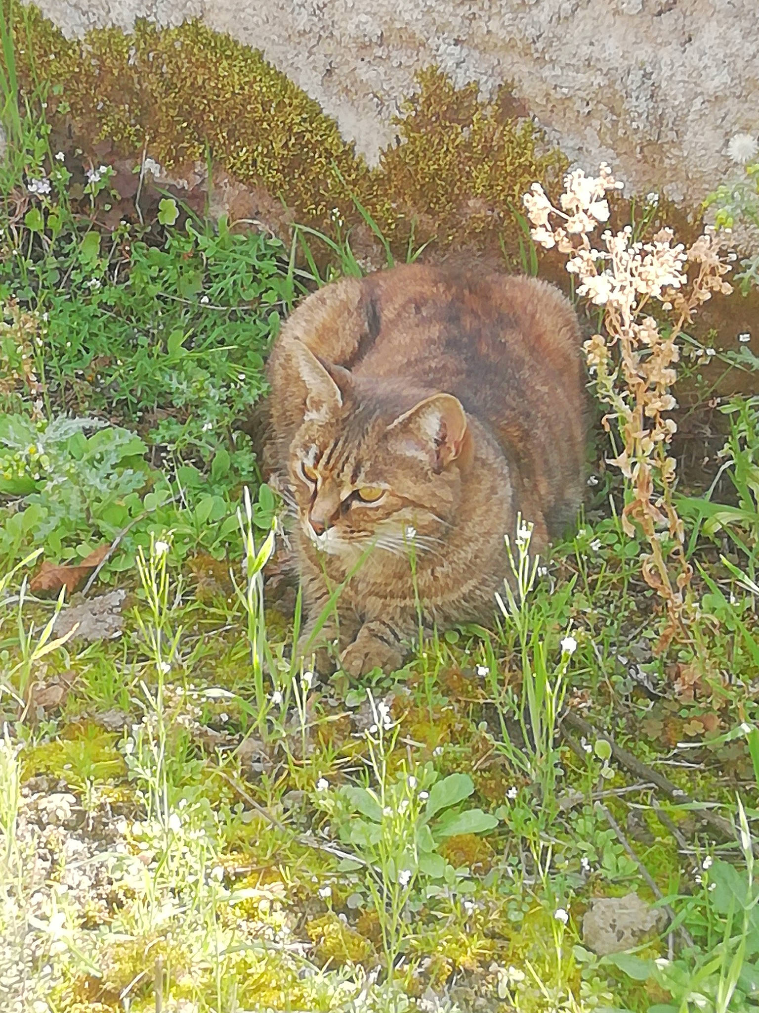 Ela participe au concours pour gagner de l'argent avec cette photo : carnivore, cat, domestic_short_haired_cat, fawn, felidae, fur, grass, groundcover, plant, small_to_medium_sized_cats, soil, tail, terrestrial_animal, whiskers