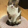 cat, feline, pet, indoor, cushion, pink, floor, wooden_floor, green_eyes, fur, tabby, white_fur, sitting, looking, curious, domestic_animal, cute, whiskers, tail, cozy