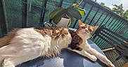 Cookie participe au concours pour gagner de l'argent avec cette photo : cat, fluffy, sunlight, balcony, table, plant, outdoor, fence, relaxed, stretching, pet, fur, daylight, nature, happy, animal, resting, chair, green, sky