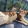 cat, fluffy, sunlight, balcony, table, plant, outdoor, fence, relaxed, stretching, pet, fur, daylight, nature, happy, animal, resting, chair, green, sky
