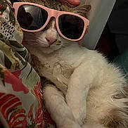 Cookie a rejoint le concours — aidez-le/la à gagner de superbes lots ! cat, sunglasses, hand, relaxed, pet, fur, animal, indoor, colorful, patterned_fabric, cute, sleepy, cozy, resting, whiskers, pink, funny, text_overlay, domestic_cat, closeup