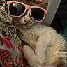 cat, sunglasses, hand, relaxed, pet, fur, animal, indoor, colorful, patterned_fabric, cute, sleepy, cozy, resting, whiskers, pink, funny, text_overlay, domestic_cat, closeup