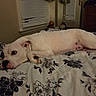 dog, sleeping, lying_down, white_dog, spotted_dog, pet, bed, bedroom, floral_bedding, blanket, pillow, mirror, window, blinds, indoors, resting, relaxed, portrait, home, nighttime