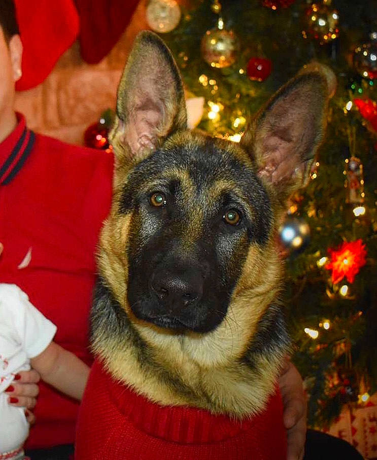 Niko is registered to the contest to win money with this photo: canidae, carnivore, christmas, christmas_decoration, christmas_eve, christmas_ornament, dog, dog_breed, fur, german_shepherd_dog, guard_dog, herding_dog, holiday, holiday_ornament, human, king_shepherd, old_german_shepherd_dog, organ, snout, vertebrate
