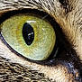 Salameche participe au concours pour gagner de l'argent avec cette photo : animal, cat, close_up, eye, eyelid, fur, green_eye, iris, macro, muzzle, nose, pattern, pet, portrait, pupil, reflection, stripe, tabby, texture, whiskers