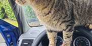 Salameche a rejoint le concours — aidez-le/la à gagner de superbes lots ! automobile, car_interior, car_logo, cat, curious, dashboard, fur, green_eyes, indoor_outdoor_view, instrument_cluster, open_door, paw, pet, portrait, seat, steering_wheel, tabby_cat, vehicle, whiskers, window