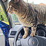automobile, car_interior, car_logo, cat, curious, dashboard, fur, green_eyes, indoor_outdoor_view, instrument_cluster, open_door, paw, pet, portrait, seat, steering_wheel, tabby_cat, vehicle, whiskers, window