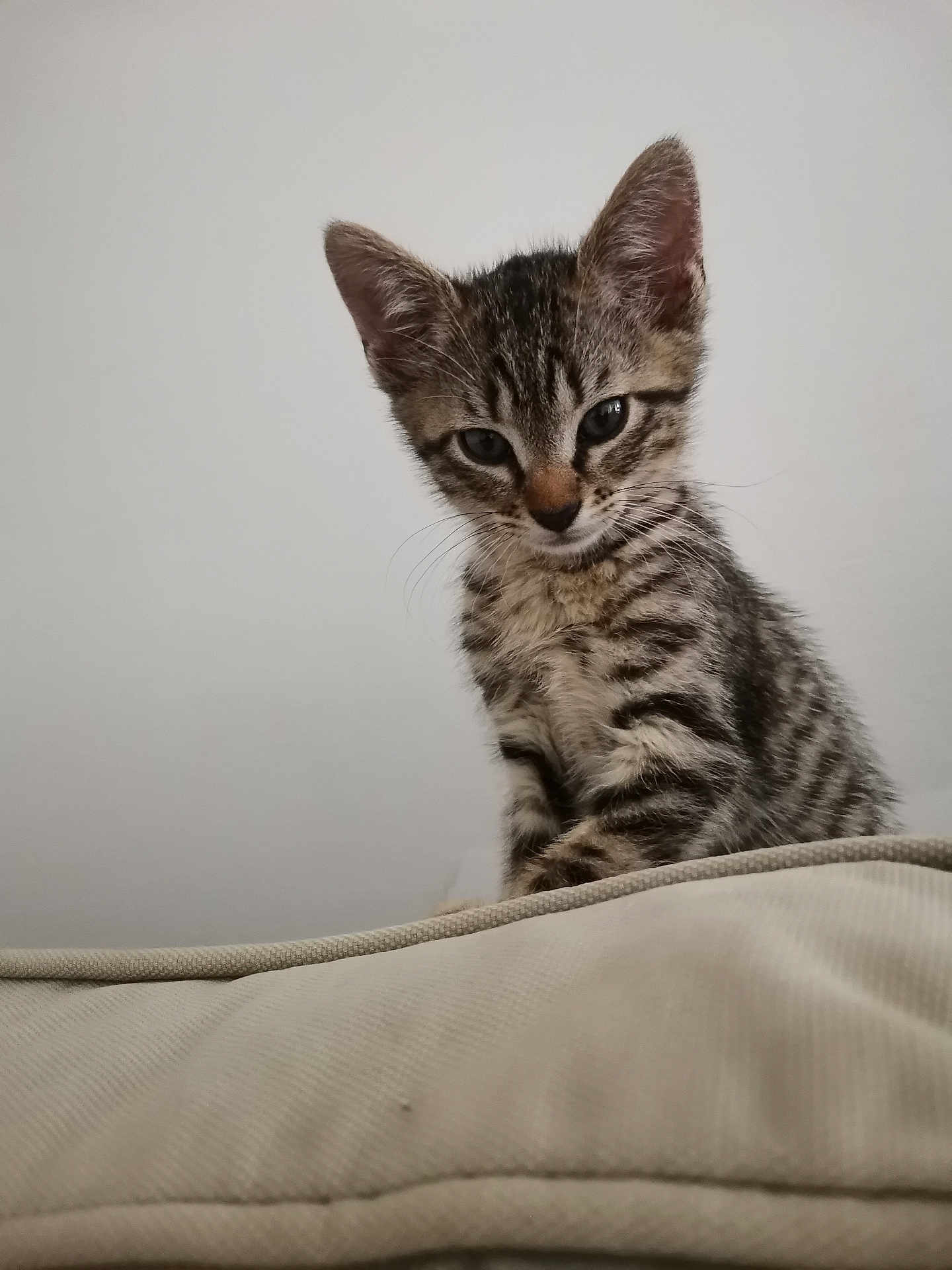 Salameche participe au concours pour gagner de l'argent avec cette photo : animal, cat, closeup, couch, curious, ears, eyes, fur, home, indoor, kitten, looking_down, minimal_background, pet, pillow, portrait, stripes, tabby, whiskers, young