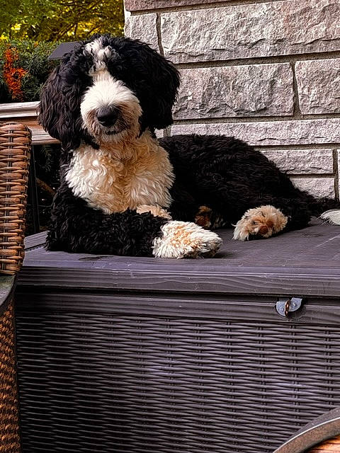 Oreo joined the competition — help win amazing prizes! brick, carnivore, companion_dog, dog, dog_breed, dog_supply, fur, gas, rectangle, sporting_group, terrier, toy_dog, water_dog, yorkipoo