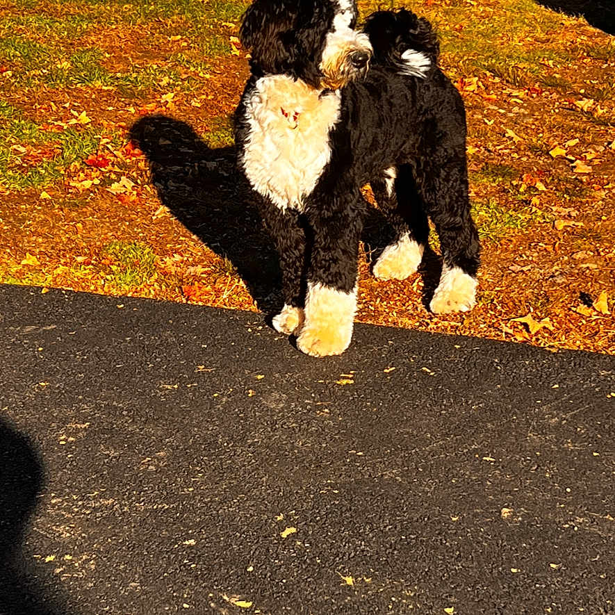 Oreo