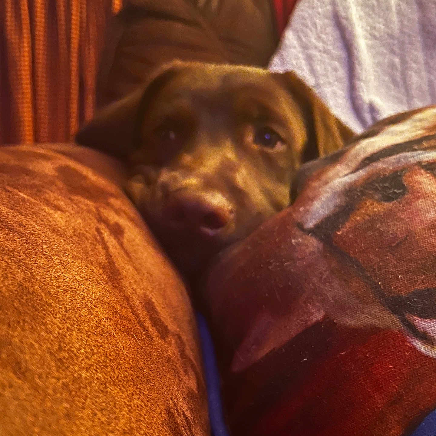 Hondo is registered to the contest to win money with this photo: animal, bed, blanket, bulldog, canine, chair, couch, cushion, dog, furniture, homedecor, hound, indoors, labradorretriever, linen, person, pet, pointer, puppy, sleeping