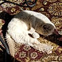 Luna joined the competition — help win amazing prizes! cat, sleeping, curled_up, fluffy, indoor, sunlight, shadow, carpet, patterned_rug, animal, pet, cozy, relaxed, whiskers, paw, tail, feline, home, resting, soft