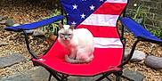 Luna is registered to the contest to win money with this photo: cat, chair, outdoor, patio, stone_floor, plant, brick_wall, folding_chair, white_cat, animal, pet, leaf_litter, garden, nature, relaxing, sunlight, stars, stripes, pattern, furniture