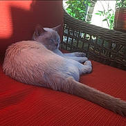 Luna is registered to the contest to win money with this photo: cat, sleeping, orange_cushion, wicker_chair, indoor, sunlight, plant, relaxing, feline, pet, cozy, resting, tail, fur, peaceful, home, comfort, daylight, quiet, napping
