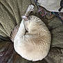 Luna is registered to the contest to win money with this photo: cat, sleeping, curled_up, feline, pet, fur, cozy, blanket, indoor, resting, cute, animal, soft, relaxation, warm, domestic, mammal, comfort, nap, fur_texture