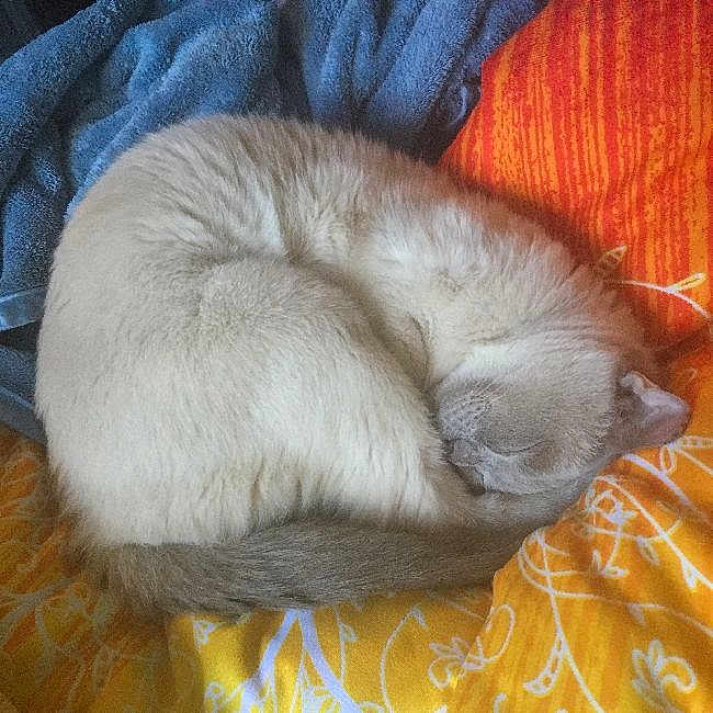 Luna is registered to the contest to win money with this photo: cat, sleeping, curled_up, fluffy, bed, blanket, orange, blue, cozy, resting, pet, animal, feline, fur, domestic_animal, indoor, cute, relaxed, soft, peaceful