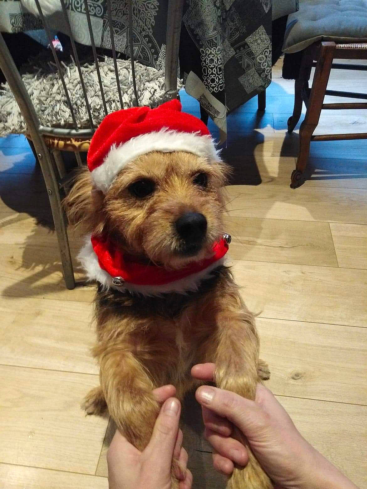 Jack a rejoint le concours — aidez-le/la à gagner de superbes lots ! border_terrier, cairn_terrier, canidae, carnivore, christmas, companion_dog, dog, dog_breed, fawn, fictional_character, mammal, puppy, small_terrier, snout, terrier