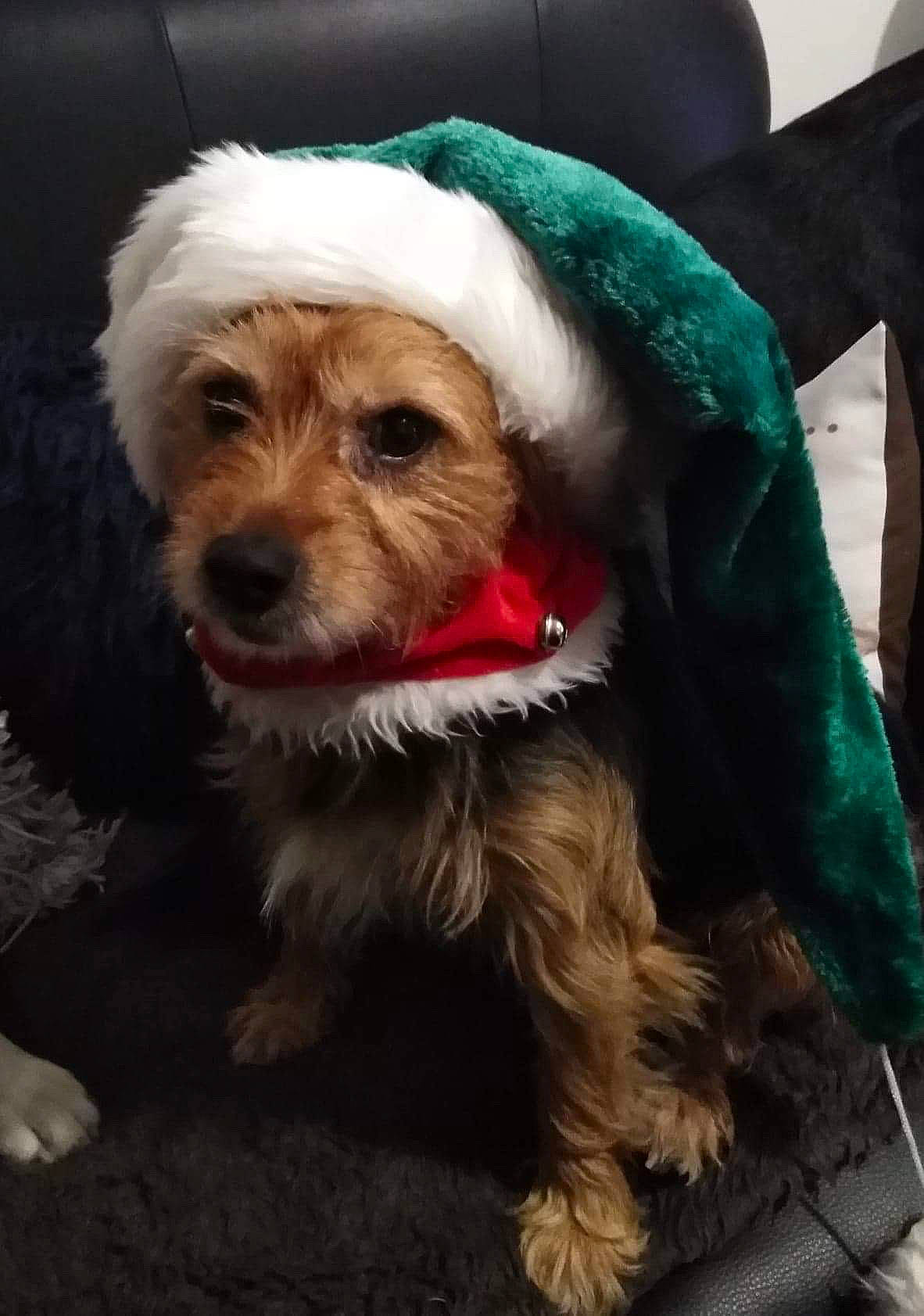 Jack participe au concours pour gagner de l'argent avec cette photo : australian_terrier, cairn_terrier, canidae, carnivore, companion_dog, dog, dog_breed, dog_clothes, maltese, mammal, morkie, norfolk_terrier, puppy, puppy_love, schnoodle, snout, sporting_group, terrier, yorkipoo, yorkshire_terrier