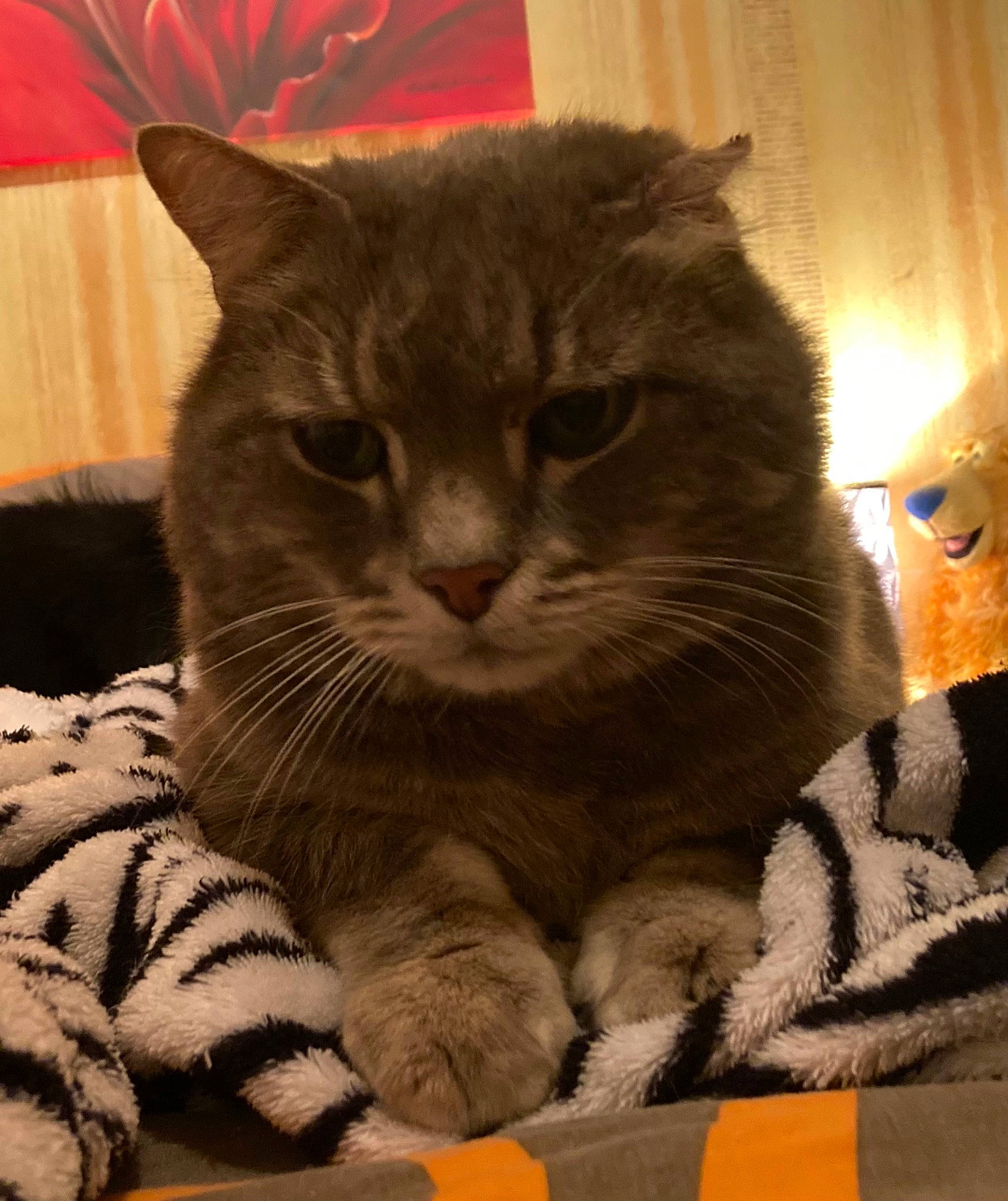 Chacha participe au concours pour gagner de l'argent avec cette photo : carnivore, cat, cat_supply, claw, comfort, domestic_short_haired_cat, eye, fawn, felidae, fur, lap, nap, paw, sitting, small_to_medium_sized_cats, snout, tail, whiskers