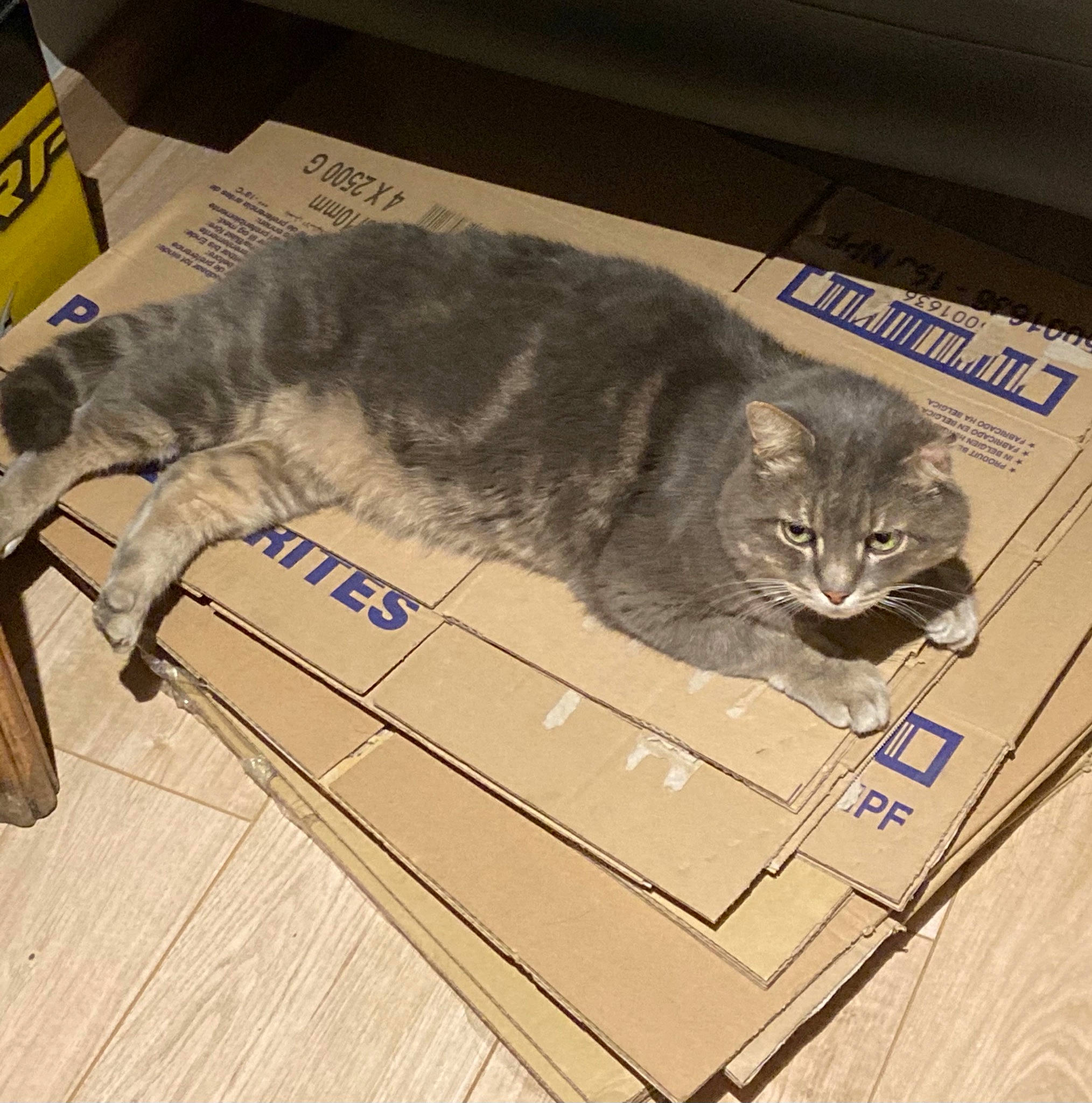 Chacha a rejoint le concours — aidez-le/la à gagner de superbes lots ! art, box, carnivore, cat, domestic_short_haired_cat, drawing, felidae, flooring, fur, hardwood, illustration, metal, paw, rectangle, small_to_medium_sized_cats, table, tail, visual_arts, whiskers, wood