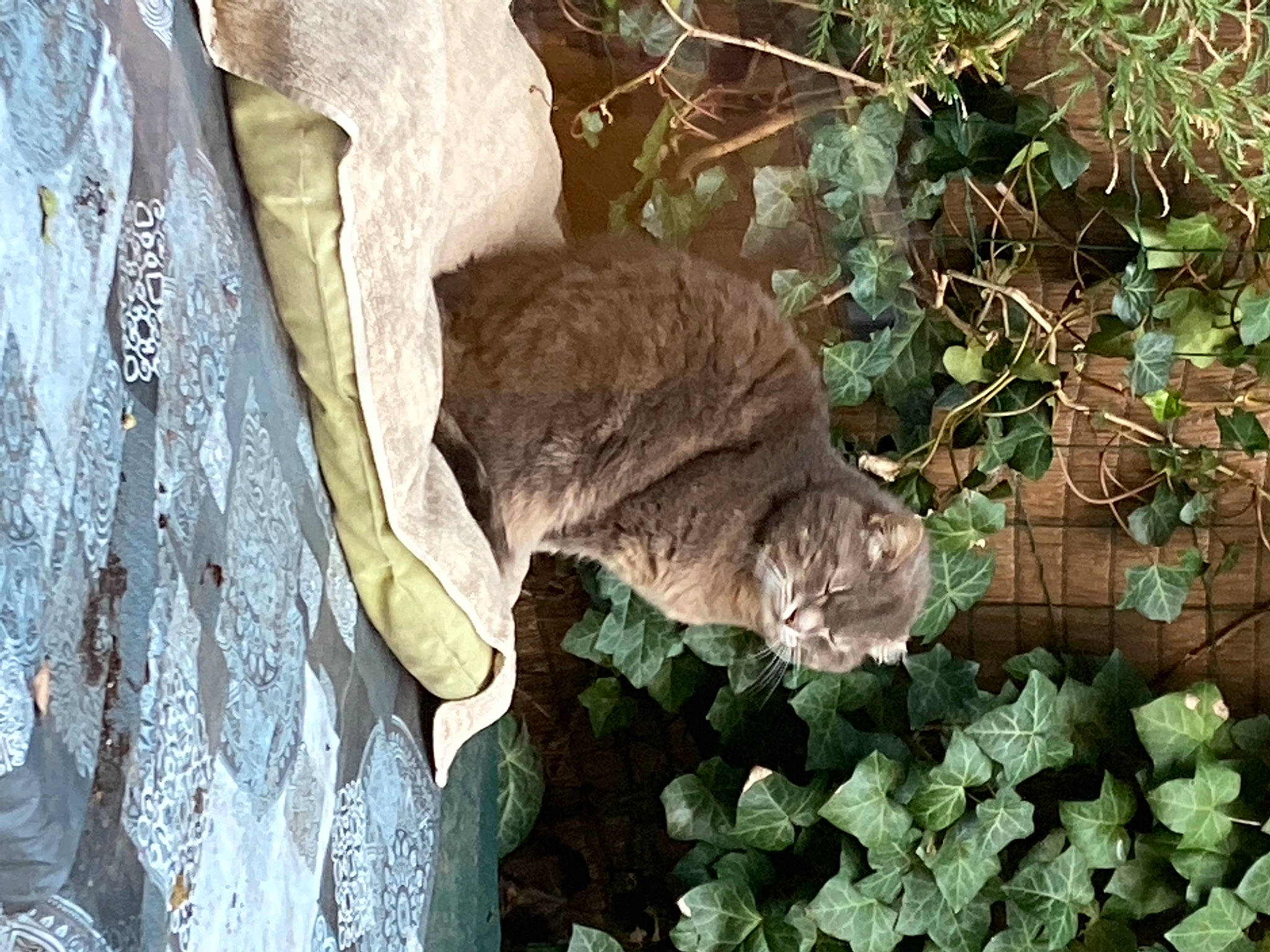 Chacha participe au concours pour gagner de l'argent avec cette photo : annual_plant, bedrock, carnivore, cat, fawn, felidae, fur, grass, groundcover, herb, plant, reptile, rock, small_to_medium_sized_cats, soil, tail, terrestrial_animal, trunk, wildlife, wood