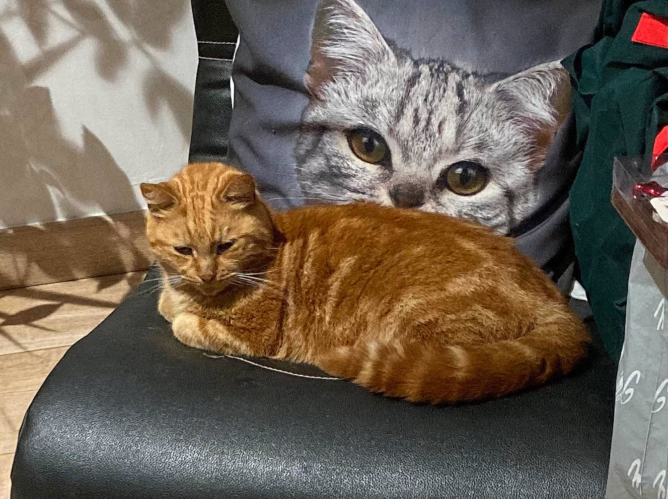 Lechat a rejoint le concours — aidez-le/la à gagner de superbes lots ! bag, carnivore, cat, cat_supply, claw, comfort, domestic_short_haired_cat, fawn, felidae, fur, mammal, paw, small_to_medium_sized_cats, snout, tail, vertebrate, whiskers