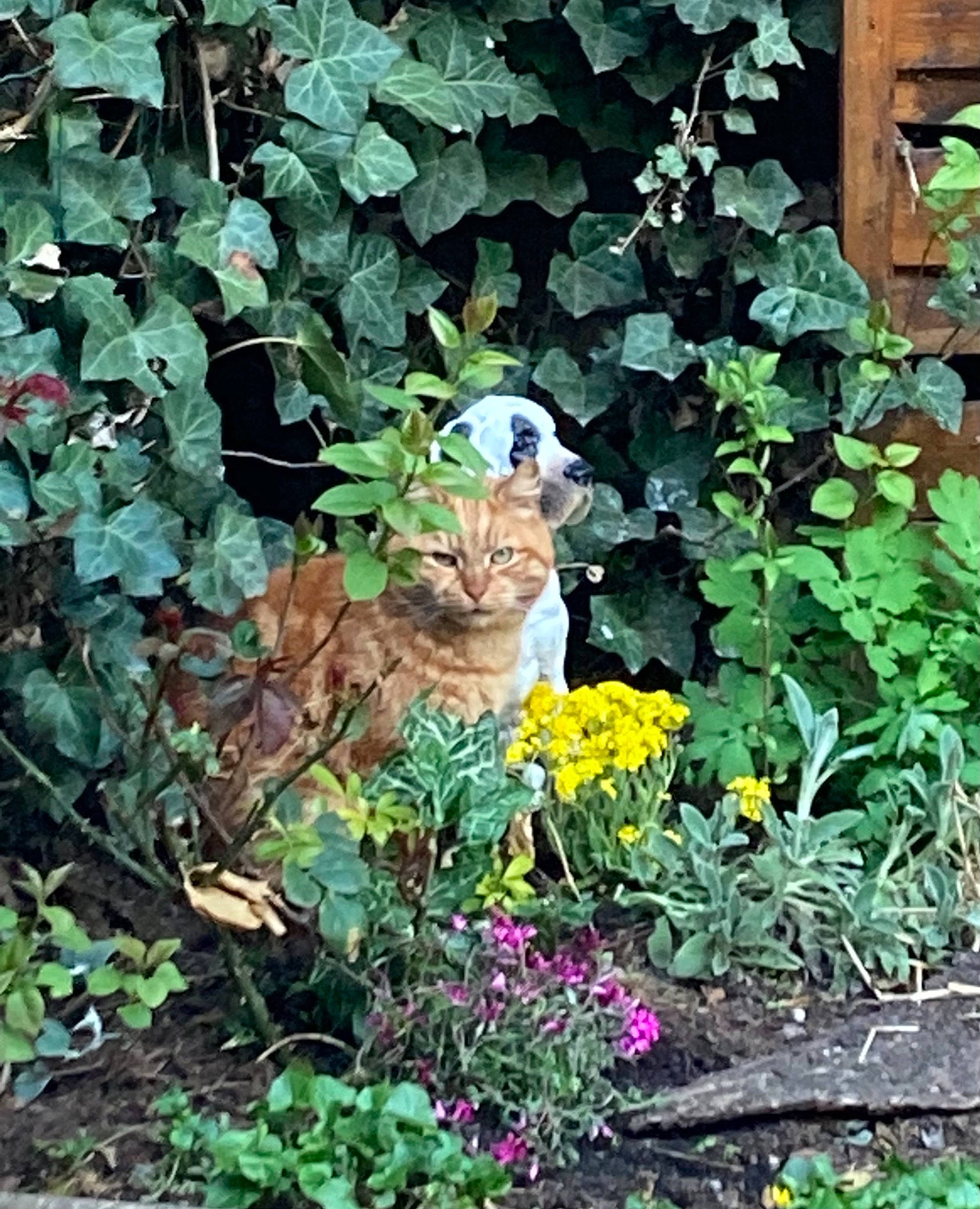 Lechat participe au concours pour gagner de l'argent avec cette photo : annual_plant, art, botany, carnivore, cat, fawn, felidae, flower, flowering_plant, garden, grass, groundcover, landscape, lawn_ornament, plant, shrub, small_to_medium_sized_cats, trunk, wildlife, wood