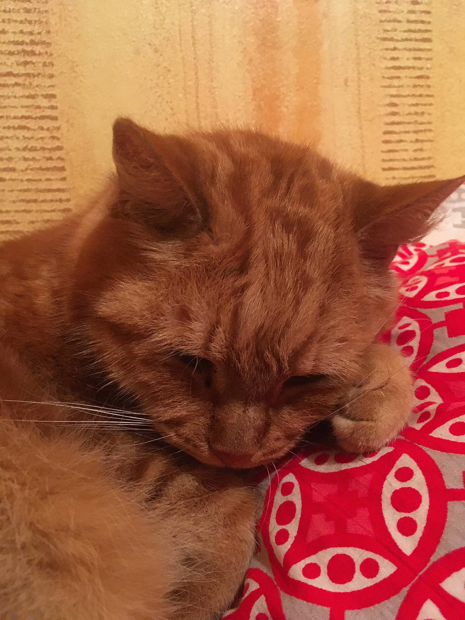 Lechat a rejoint le concours — aidez-le/la à gagner de superbes lots ! box, carnivore, cat, cat_supply, chartreux, claw, comfort, domestic_short_haired_cat, ear, eye, fawn, felidae, fur, paw, small_to_medium_sized_cats, snout, tail, terrestrial_animal, whiskers, window