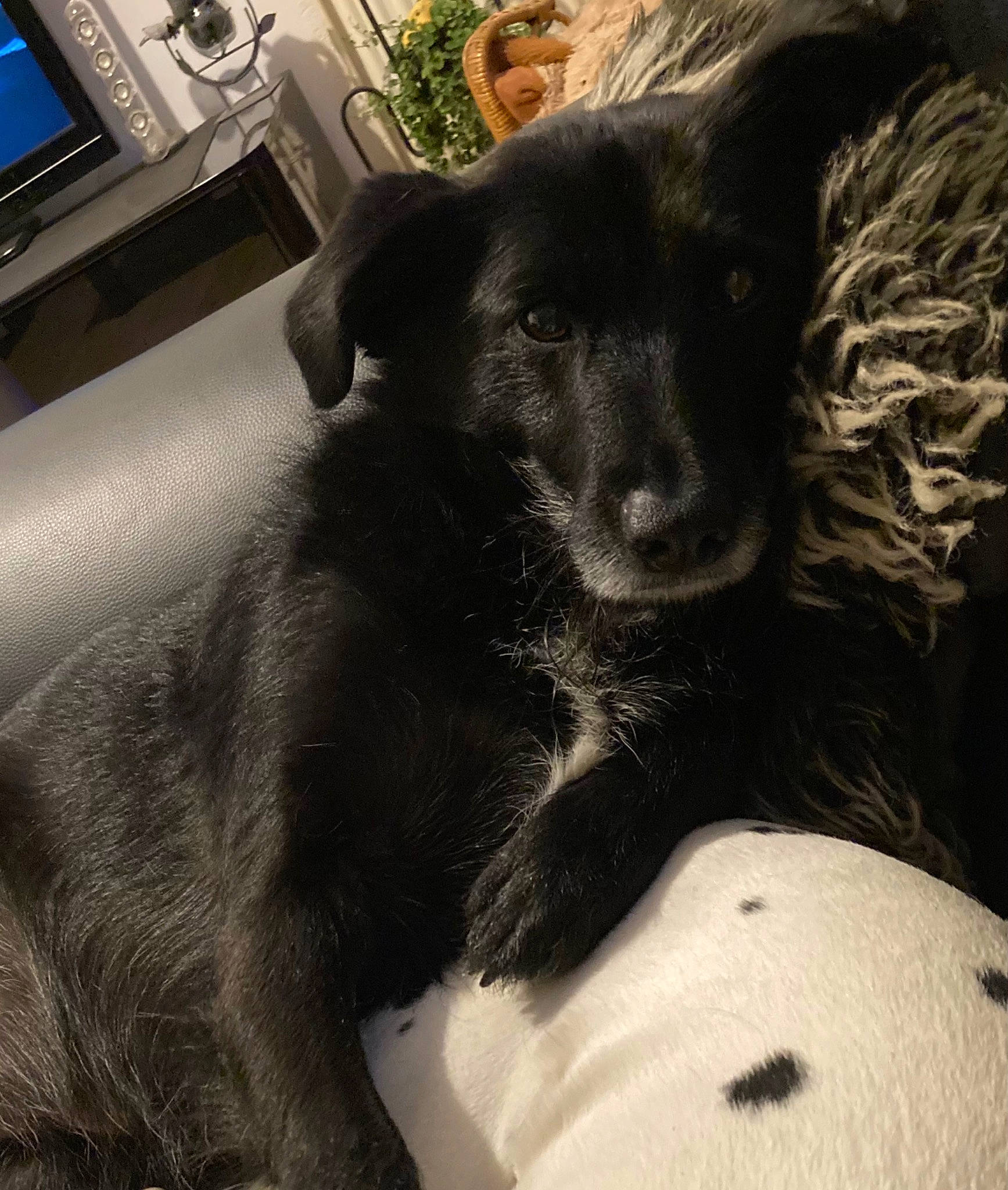 Nioute a rejoint le concours — aidez-le/la à gagner de superbes lots ! borador, carnivore, chair, cloud, comfort, companion_dog, computer_keyboard, couch, dog, dog_breed, flooring, fur, guard_dog, home_appliance, paw, plant, tail, tints_and_shades, whiskers, working_animal