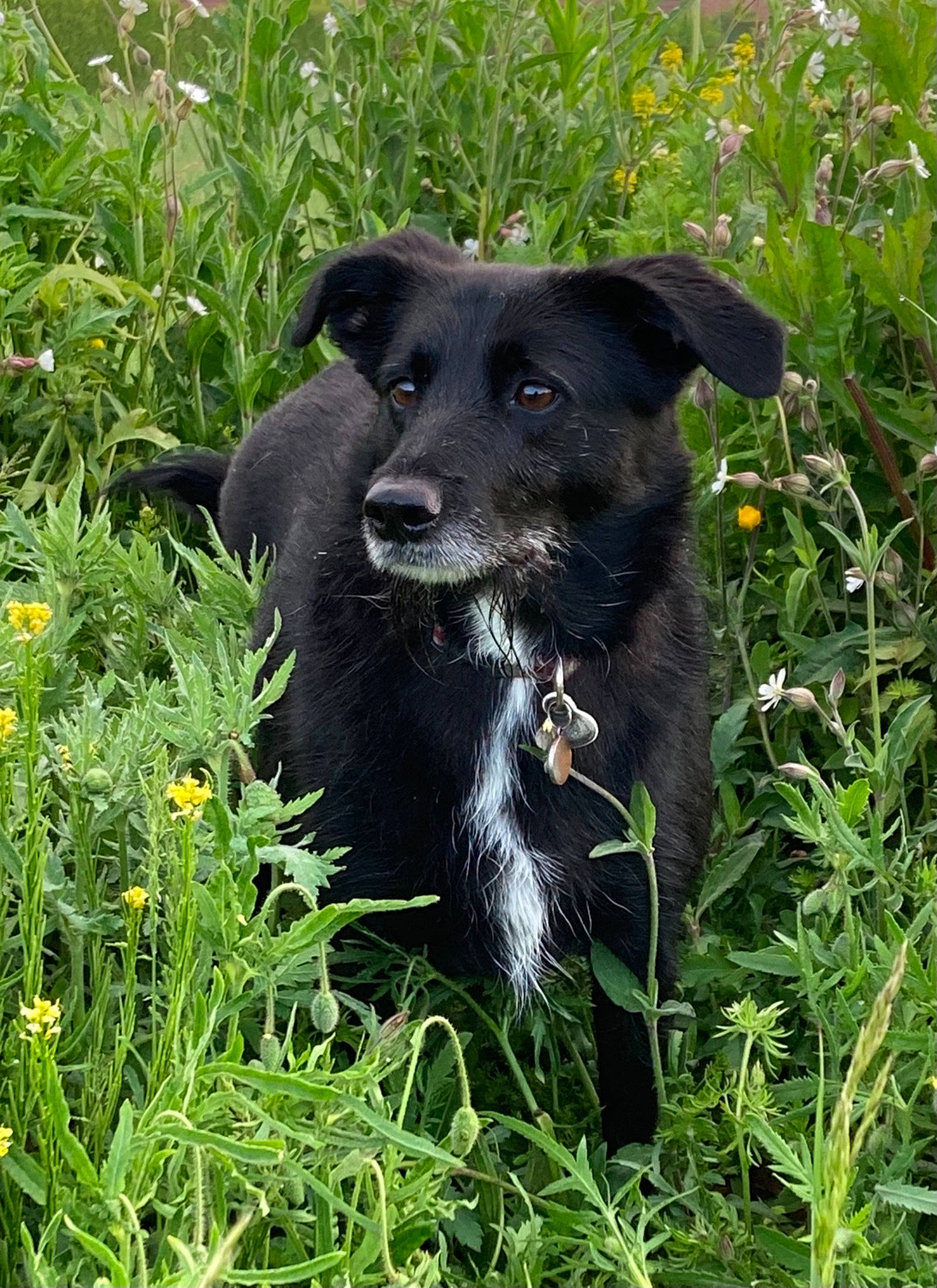 Nioute a rejoint le concours — aidez-le/la à gagner de superbes lots ! borador, canidae, carnivore, collar, companion_dog, dog, dog_breed, dog_collar, flower, grass, grassland, groundcover, herbaceous_plant, plant, snout, sporting_group, tail, terrestrial_animal, working_animal, working_dog