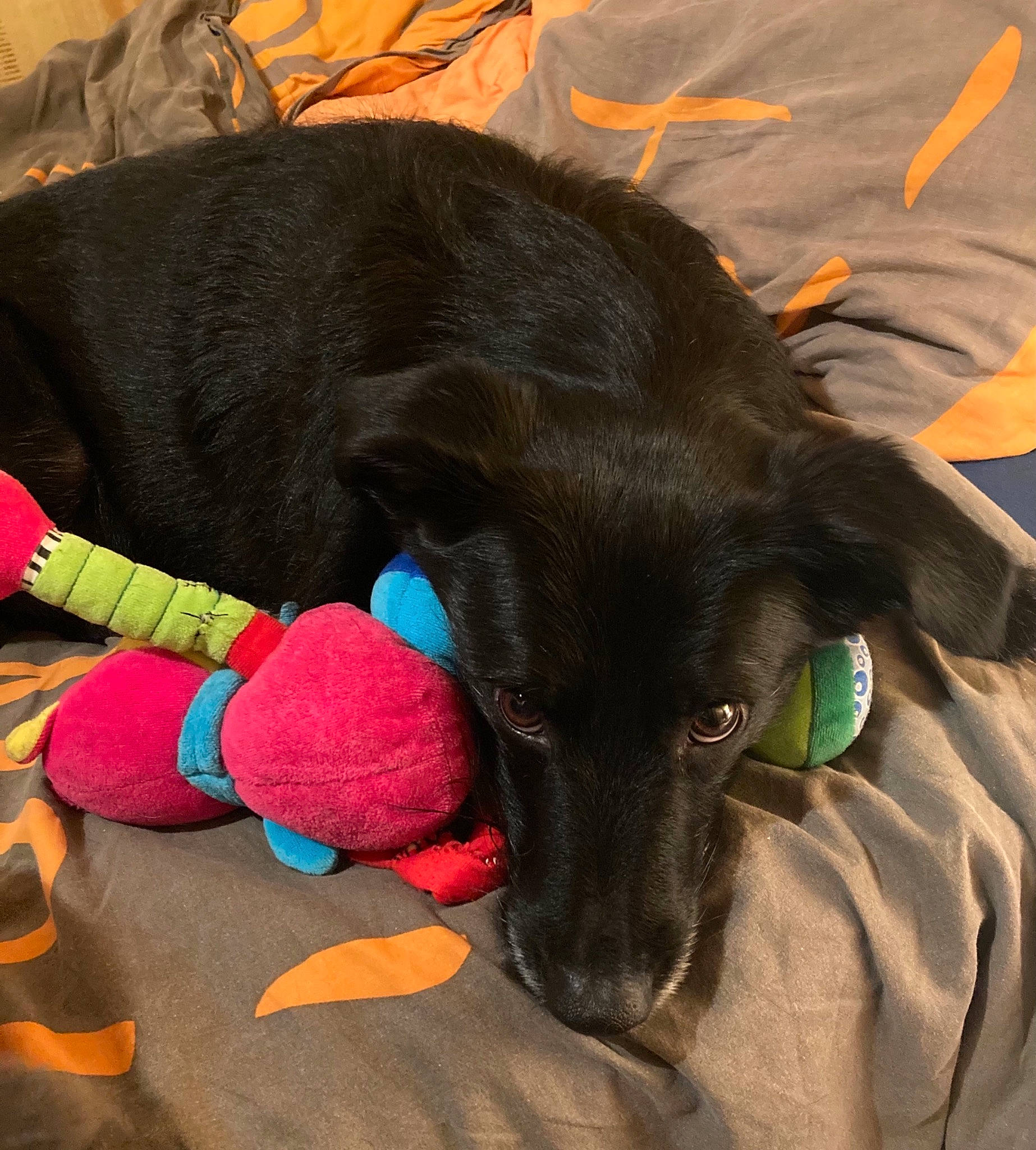 Nioute a rejoint le concours — aidez-le/la à gagner de superbes lots ! bed, black_cat, carnivore, collar, comfort, companion_dog, dog, dog_breed, dog_collar, dog_supply, fawn, linens, liver, mammal, pet_supply, snout, tail, vertebrate, whiskers, working_animal