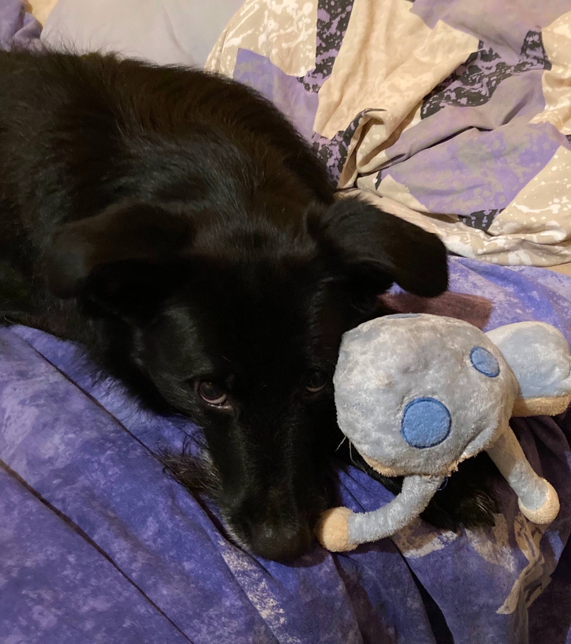 Nioute participe au concours pour gagner de l'argent avec cette photo : borador, carnivore, collar, comfort, companion_dog, dog, dog_breed, dog_collar, dog_supply, electric_blue, fawn, fur, guard_dog, paw, pet_supply, retriever, tail, toy, whiskers, working_animal