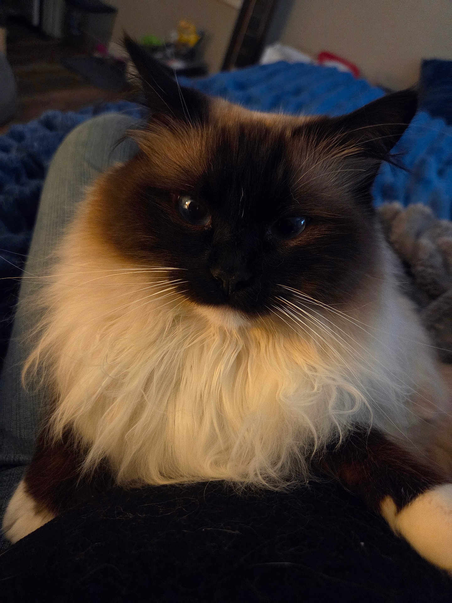 Bearcat joined the competition — help win amazing prizes! cat, fluffy, pet, indoor, furry, animal, relaxed, closeup, whiskers, face, eyes, paws, domestic, cute, cozy, soft, comfort, bed, blanket, resting