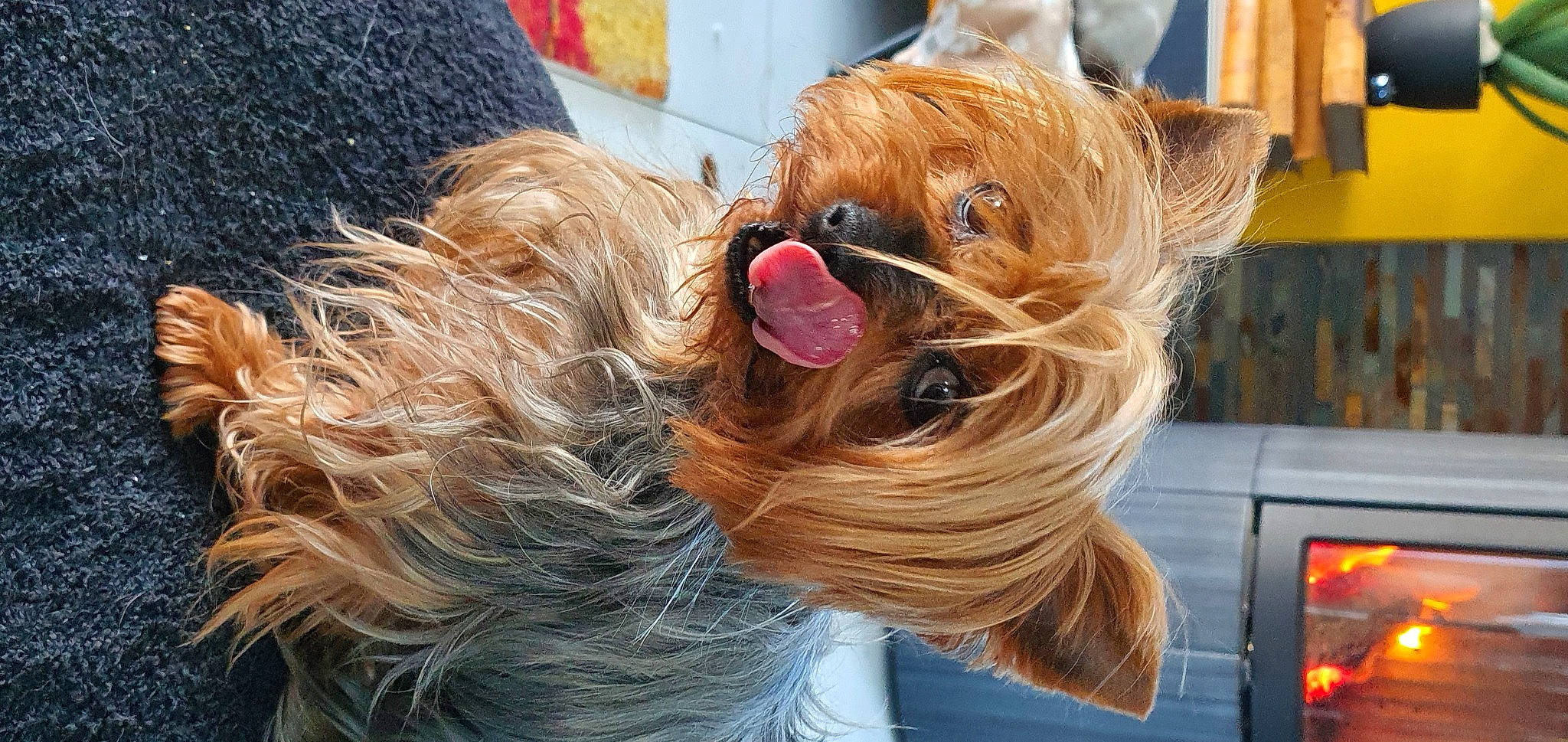 Griotte participe au concours pour gagner de l'argent avec cette photo : blond, carnivore, companion_dog, dog, dog_breed, dog_clothes, dog_supply, eyewear, fawn, fur, glasses, goggles, liver, small_terrier, snout, sporting_group, sunglasses, toy_dog, vision_care, yorkshire_terrier