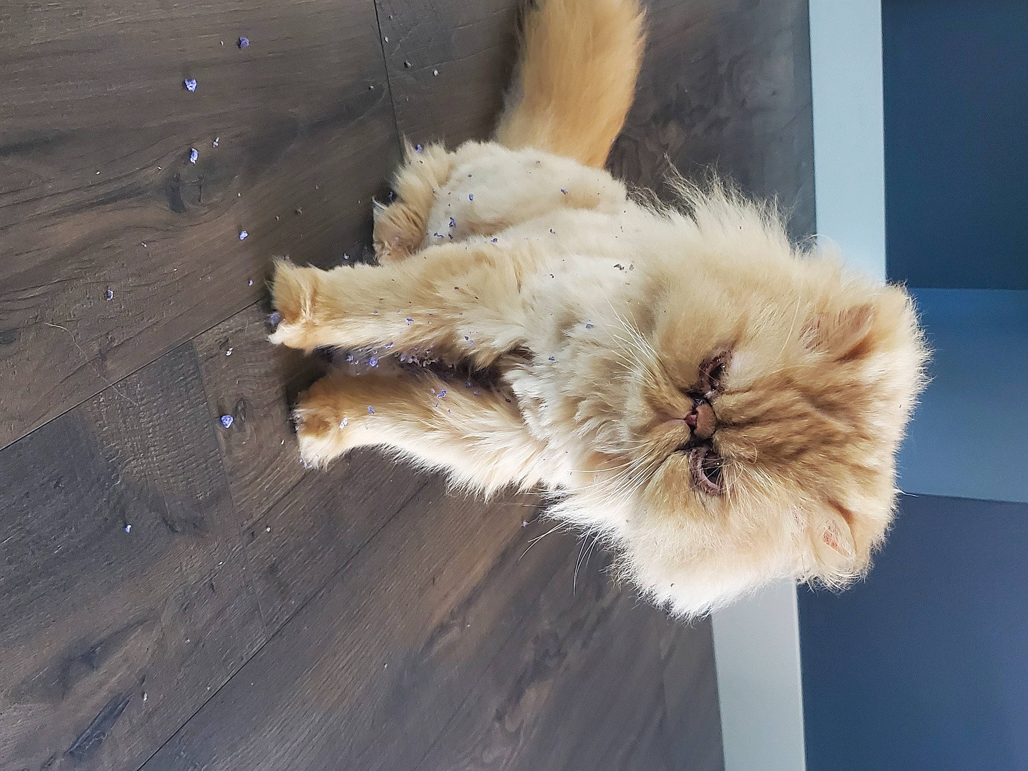 Donnie joined the competition — help win amazing prizes! carnivore, cat, claw, companion_dog, dog_breed, fawn, felidae, flooring, fur, hardwood, paw, persian, small_to_medium_sized_cats, snout, spitz, tail, toy_dog, whiskers, window, wood