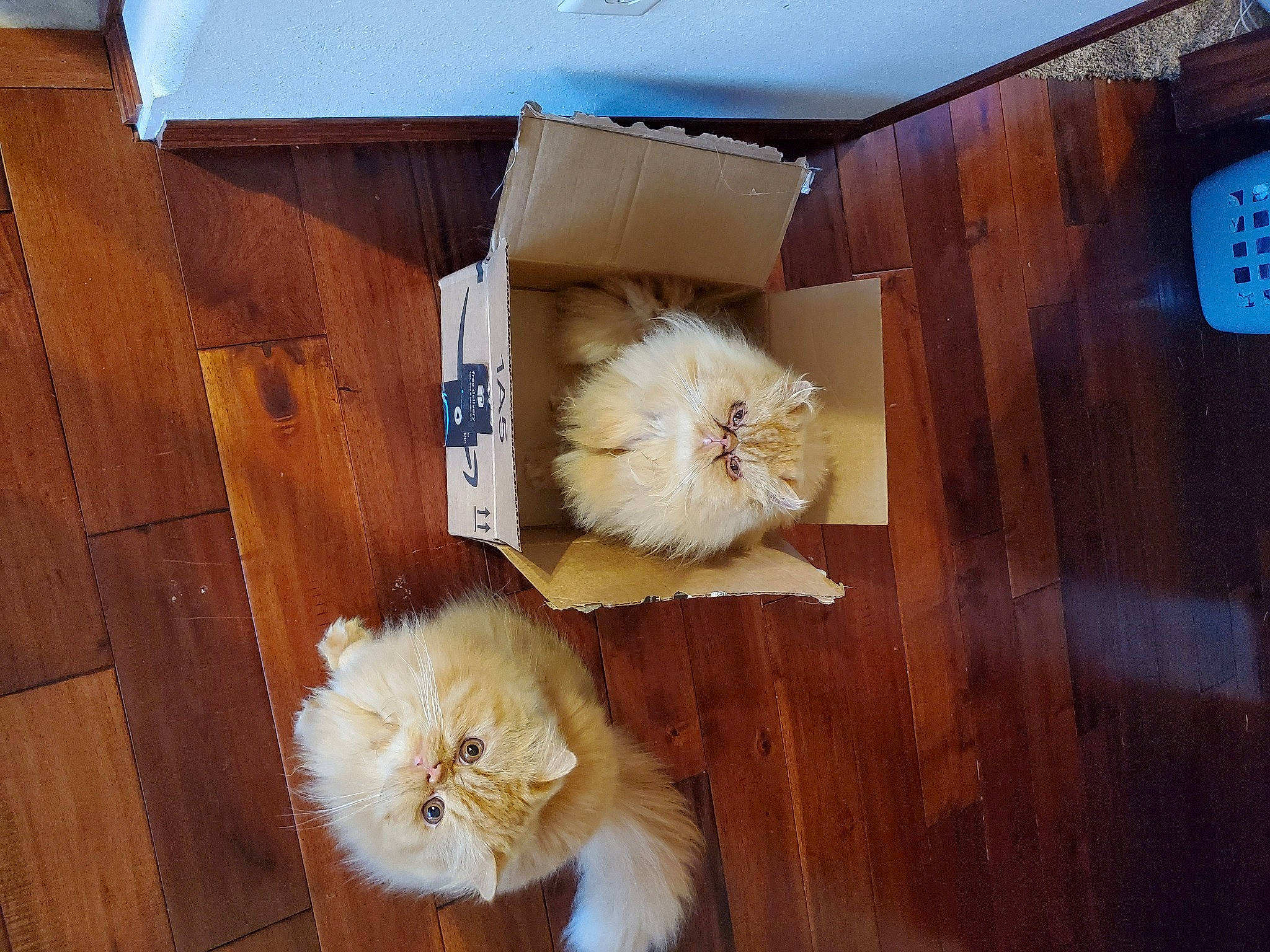 Johnny joined the competition — help win amazing prizes! box, brown, cabinetry, carnivore, cat, companion_dog, door, fawn, felidae, floor, flooring, fur, hardwood, plywood, small_to_medium_sized_cats, tail, varnish, whiskers, wood, wood_stain