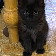 Misty is registered to the contest to win money with this photo: kitten, black_cat, floor, tile, wooden_table_leg, indoor, pet, animal, cute, small, sitting, curious, feline, young, fur, whiskers, eyes, shadow, home, domestic