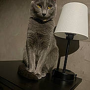 Volga a rejoint le concours — aidez-le/la à gagner de superbes lots ! cat, gray_cat, yellow_eyes, lamp, table, indoor, feline, pet, fur, whiskers, ears, collar, shadow, wall, wood, furniture, domestic_animal, sitting, calm, portrait