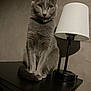 cat, gray_cat, yellow_eyes, lamp, table, indoor, feline, pet, fur, whiskers, ears, collar, shadow, wall, wood, furniture, domestic_animal, sitting, calm, portrait